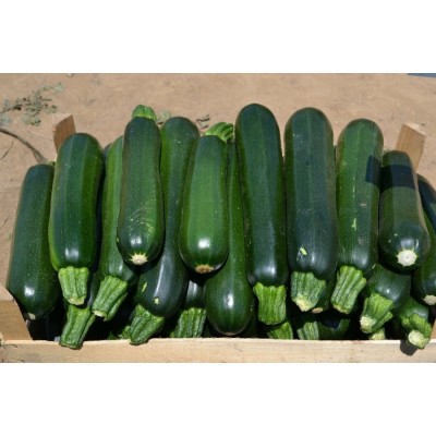 Насіння кабачка Базальт F1 (43 дні) (500 сім.) Lark Seeds